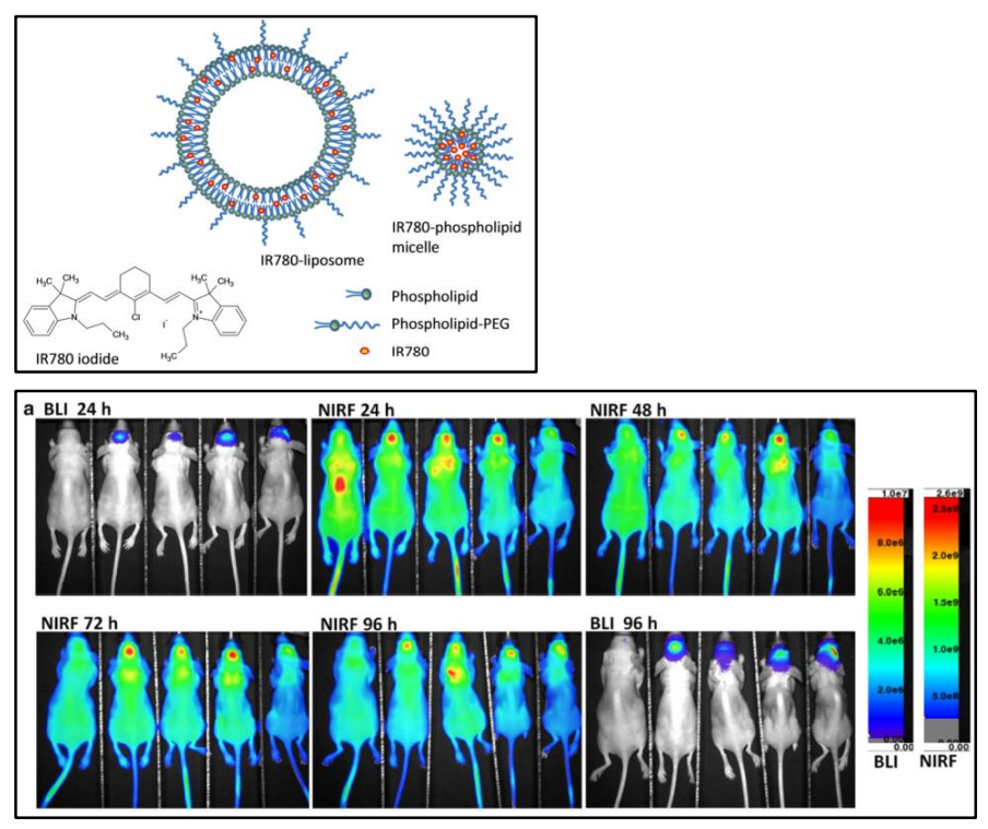納米顆粒通過血腦屏障(BBB).png 納米顆粒通過血腦屏障(BBB).png