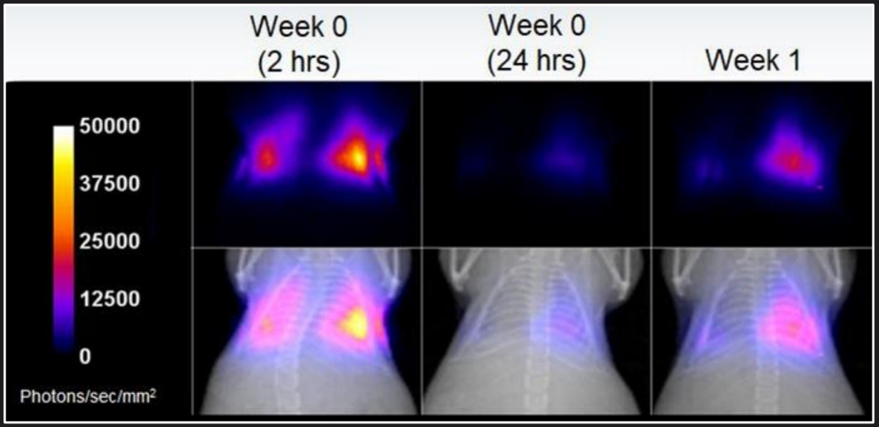 生物發(fā)光早期-1.png 生物發(fā)光早期-1.png