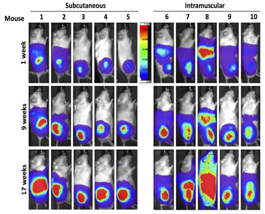 病毒介導(dǎo)的腫瘤形成.png 病毒介導(dǎo)的腫瘤形成.png