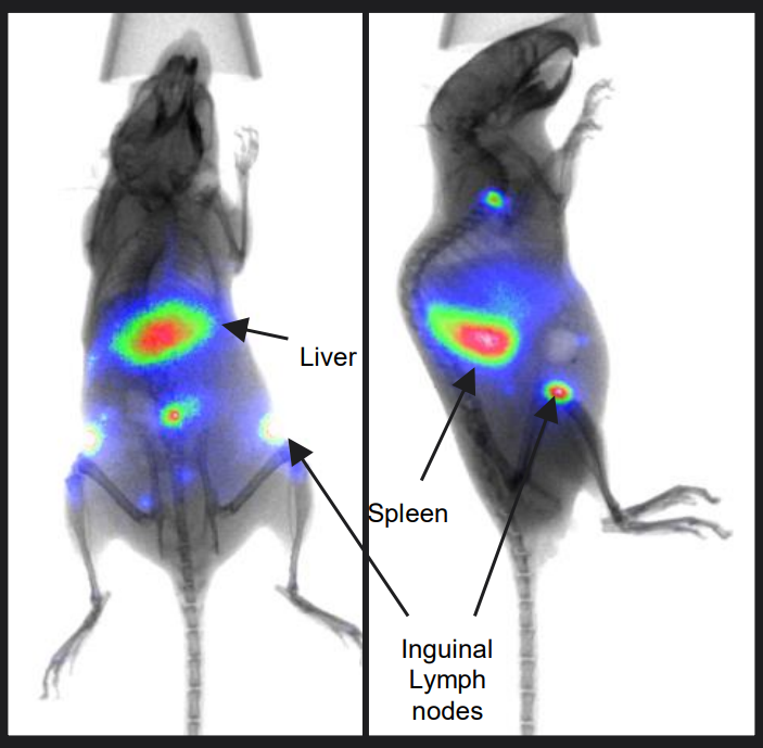 熒光成像微量細(xì)胞跟蹤.png 熒光成像微量細(xì)胞跟蹤.png