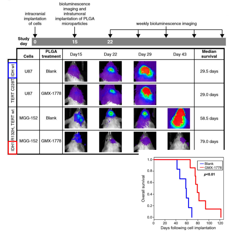 膠質(zhì)瘤效果評估.png 膠質(zhì)瘤效果評估.png