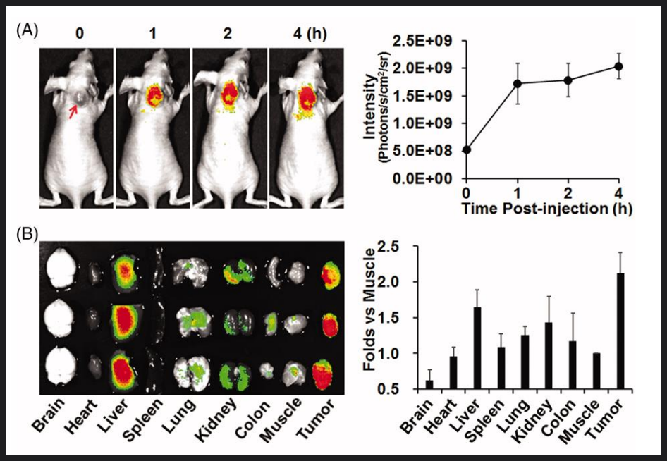 體內(nèi)靶向的特異性.png 體內(nèi)靶向的特異性.png