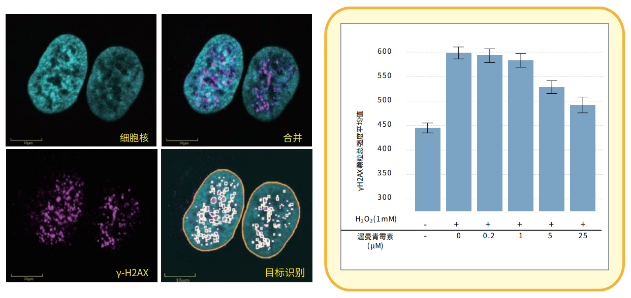 應(yīng)用3 y-H2AX焦點形成.png